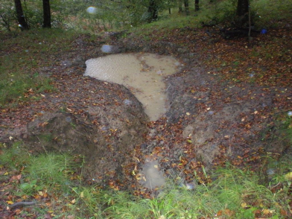 Pozza per anfibi realizzata in una faggeta